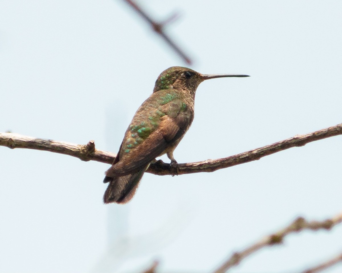 Versicolored Emerald (Versicolored) - ML646971271