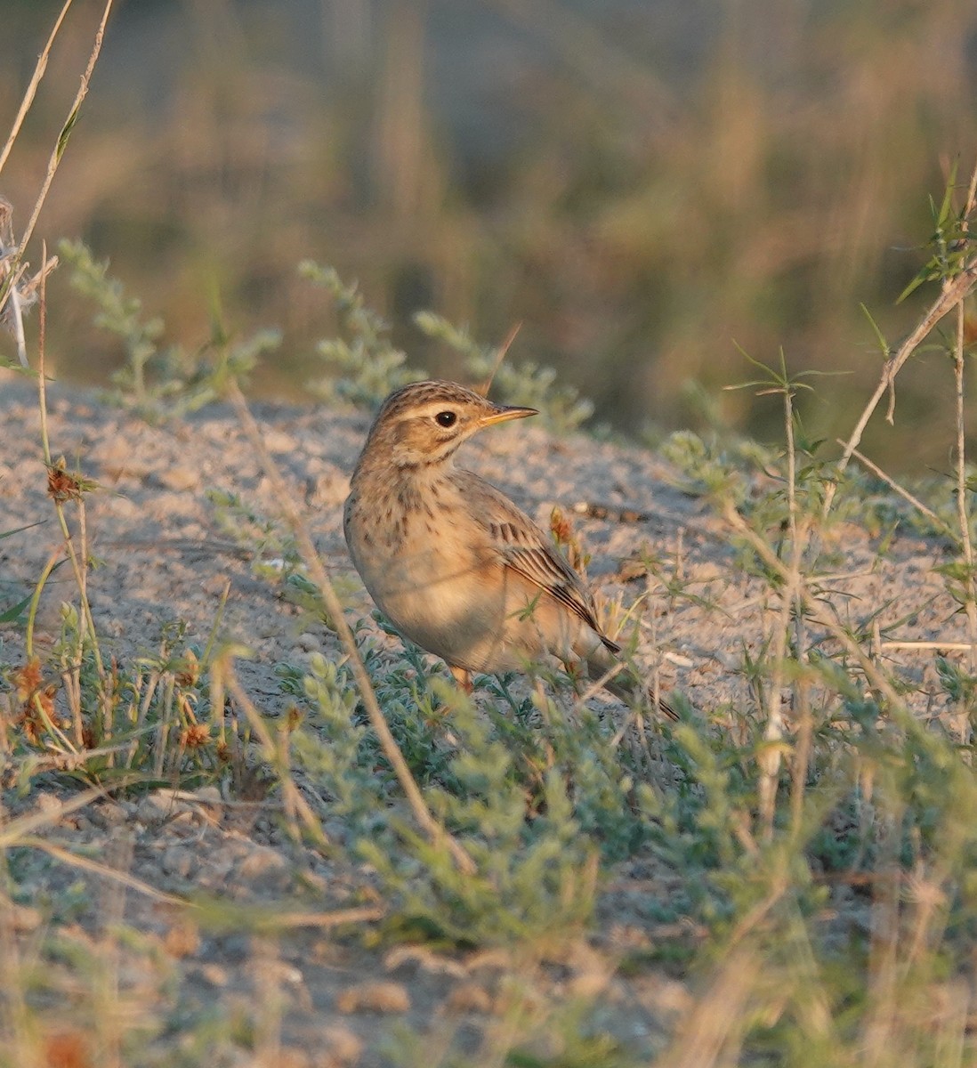 orientpiplerke - ML646971272