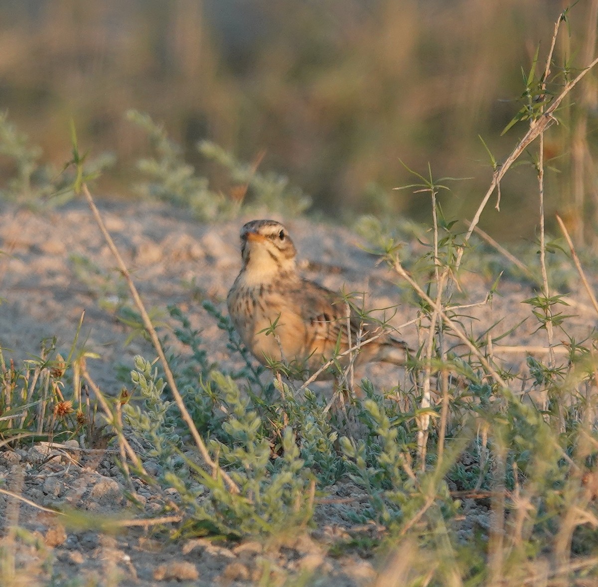 orientpiplerke - ML646971273