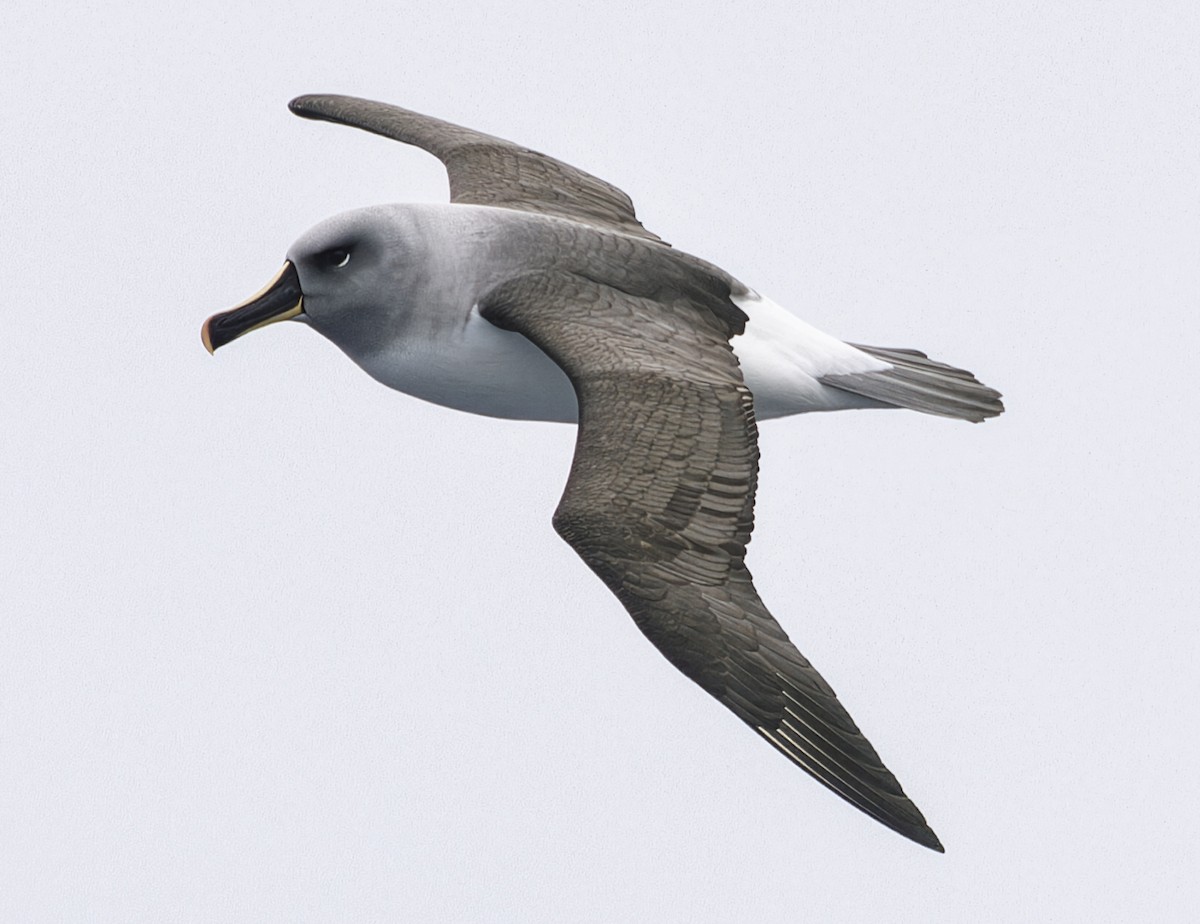 Boz Başlı Albatros - ML646971274