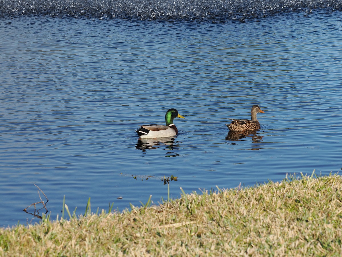 Mallard - ML646971276