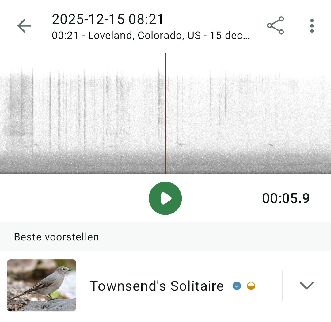 gråsolitærtrost - ML646971287