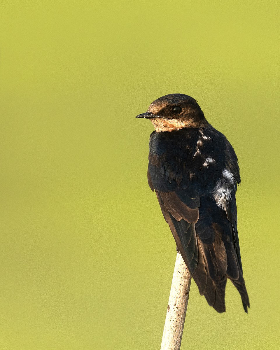 Hirondelle rustique - ML646971288