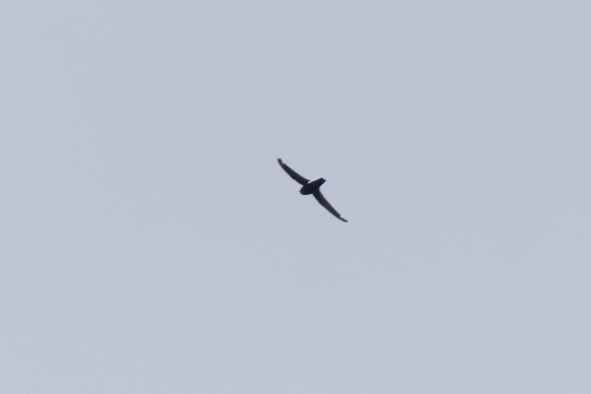 Apodidae sp. - ML646971295