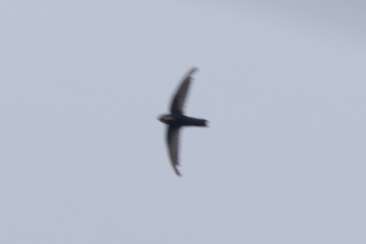 Apodidae sp. - ML646971296