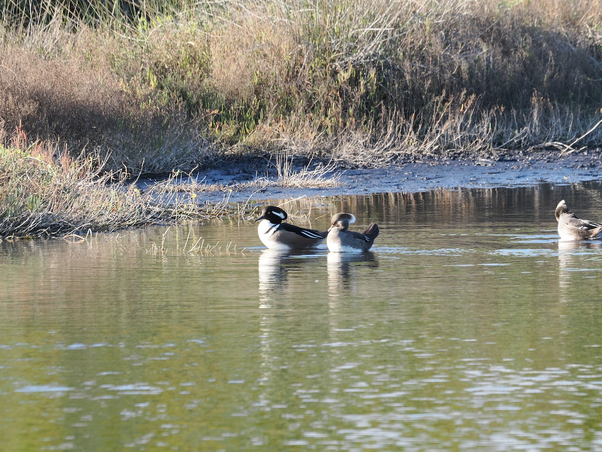 Hooded Merganser - ML646971301