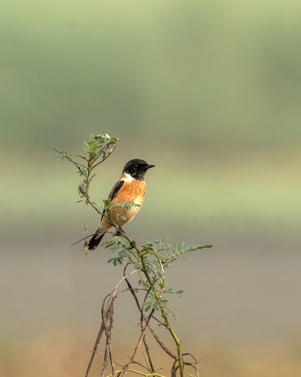 Tarier de Sibérie - ML646971304