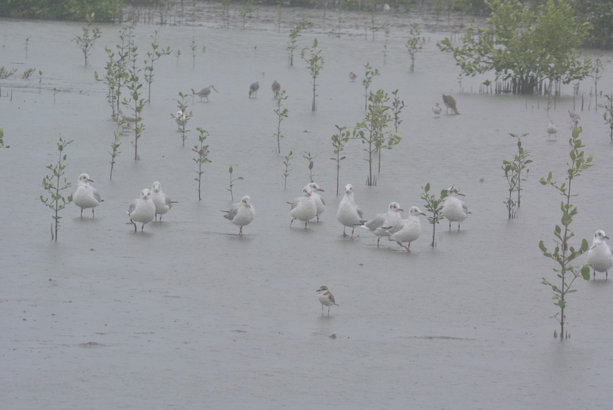 Antxeta tibetarra - ML646971307