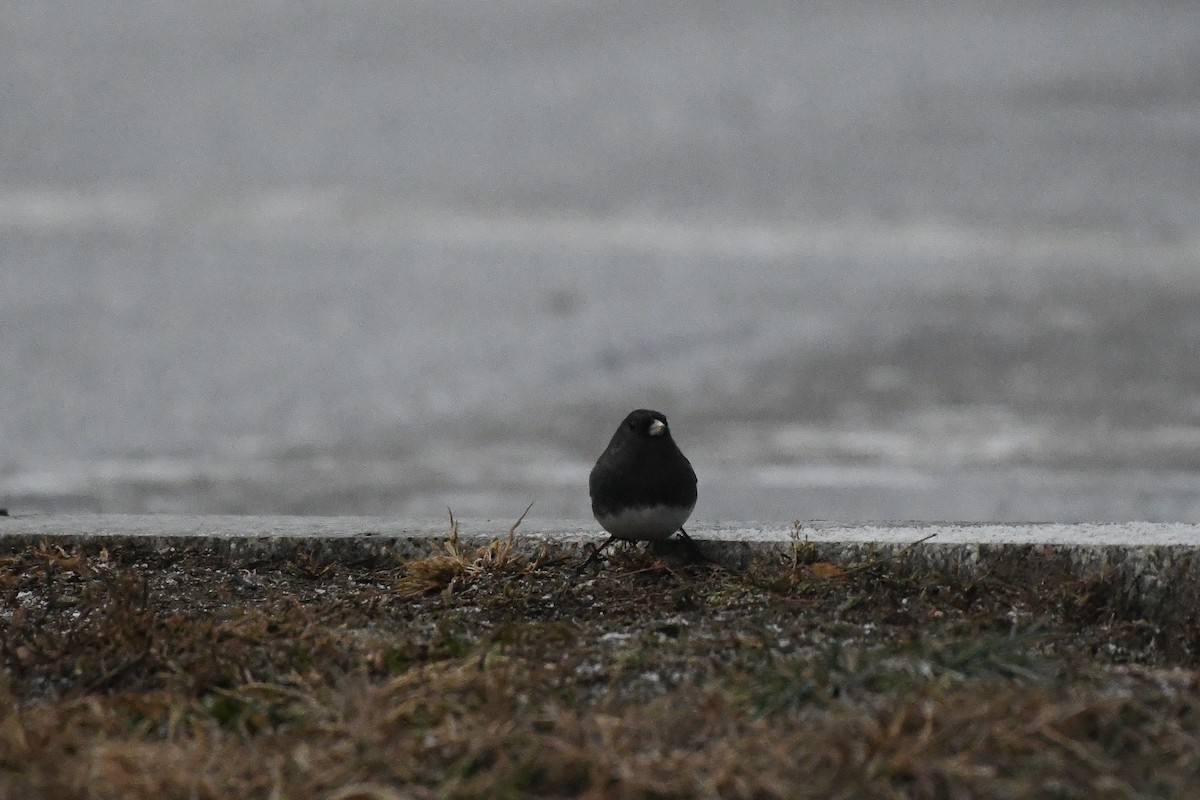 ユキヒメドリ - ML646971310