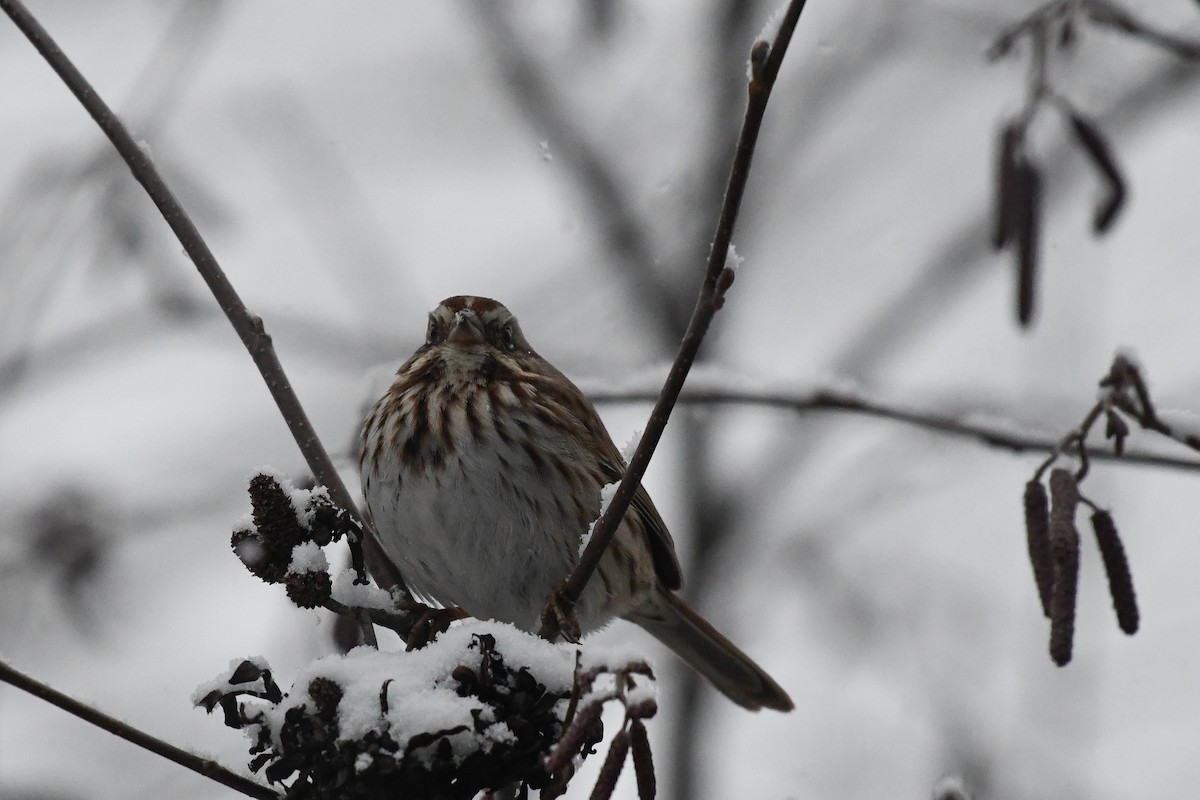 ウタスズメ - ML646971312