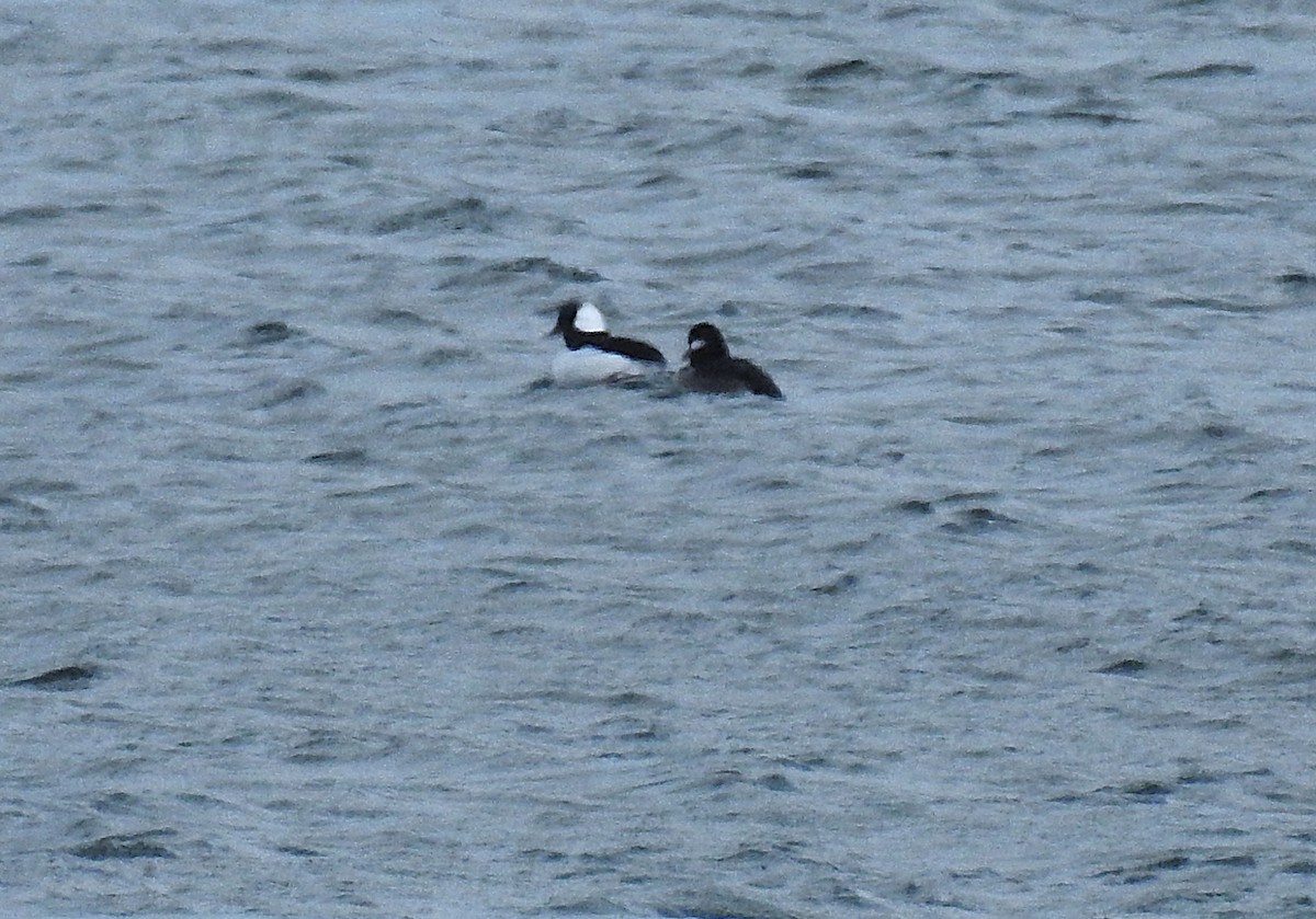 Bufflehead - ML646971316