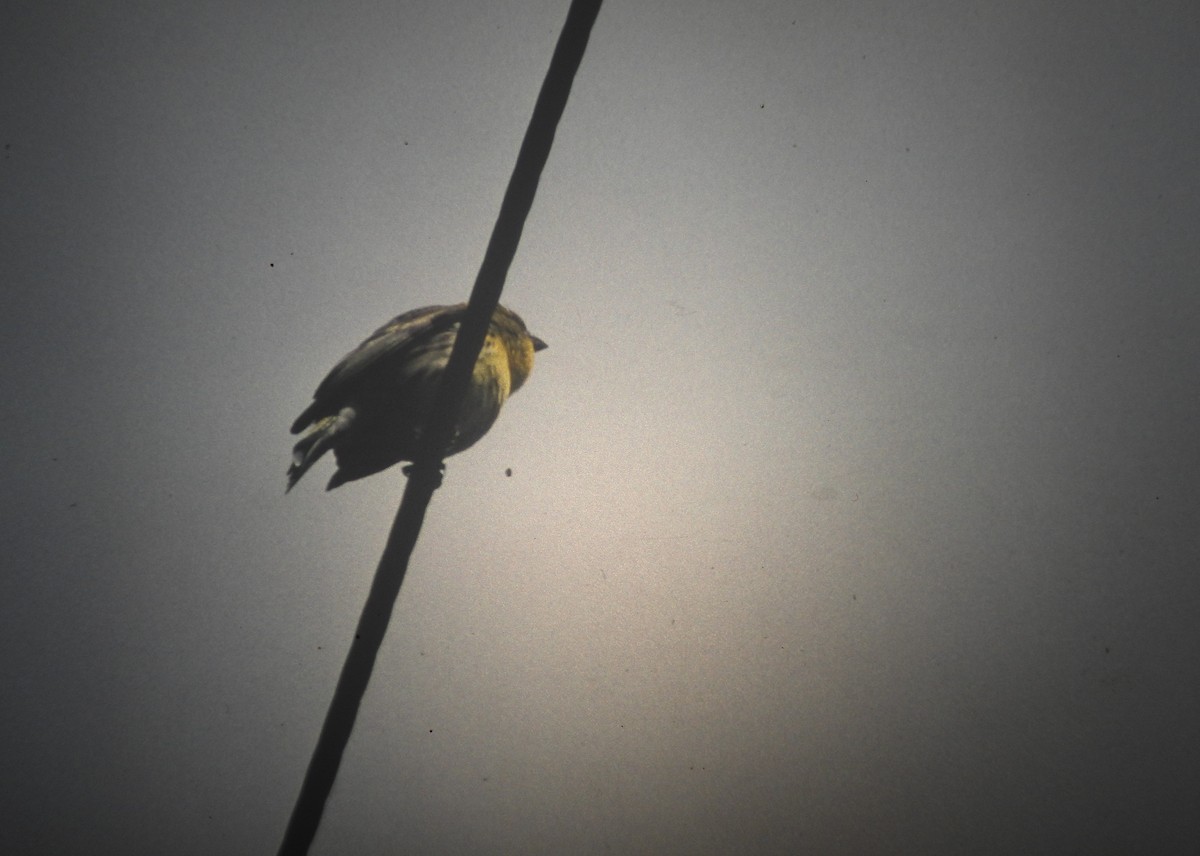 zvonohlík zahradní - ML646971318