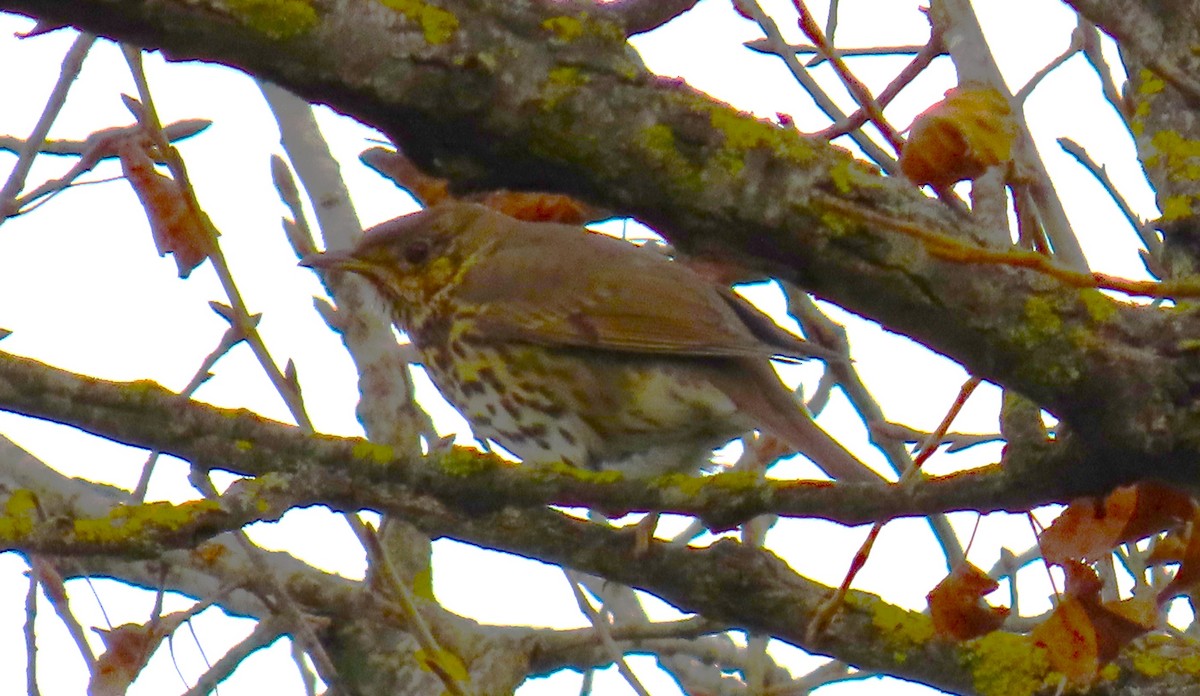 Song Thrush - ML646971320