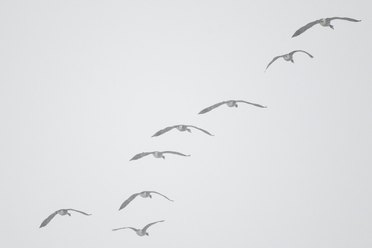 カナダガン - ML646971324