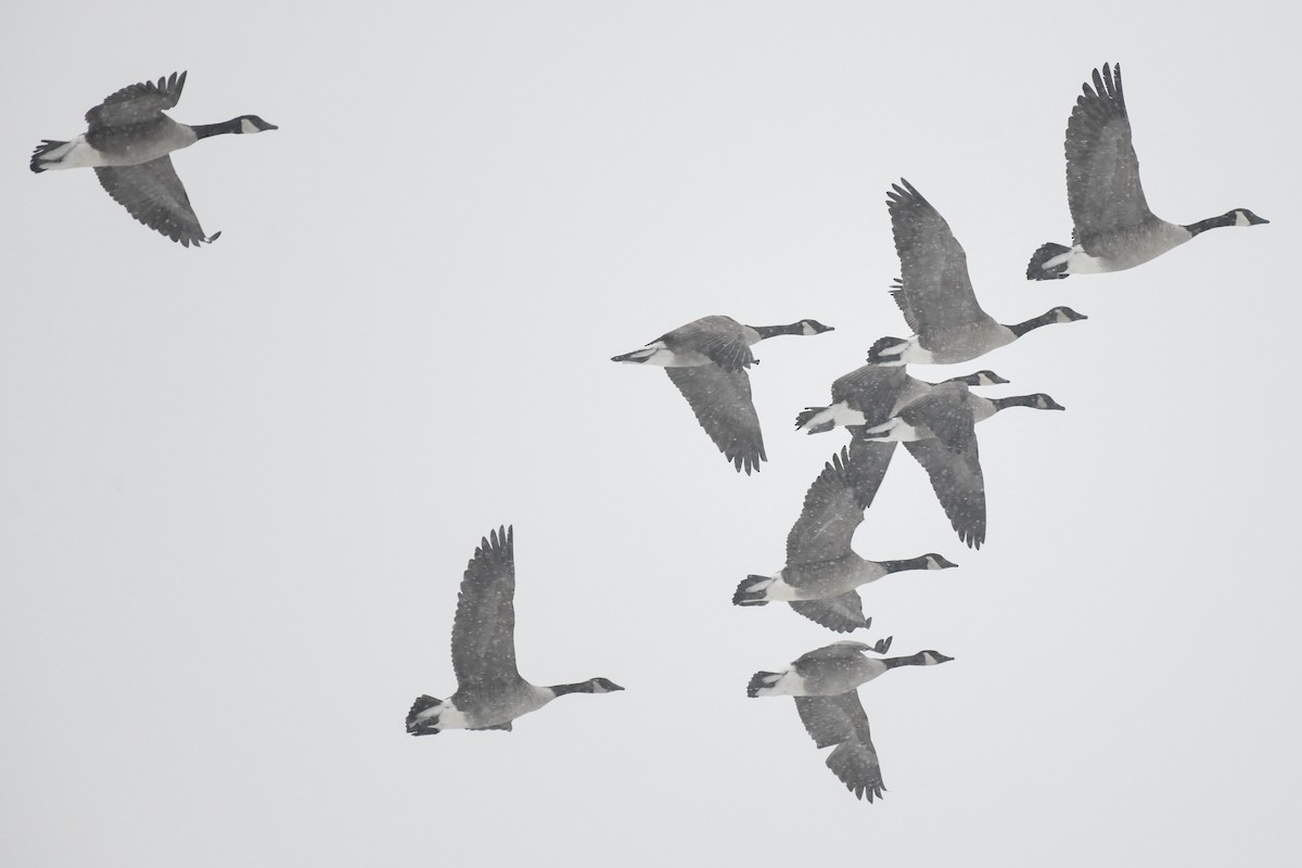 カナダガン - ML646971326