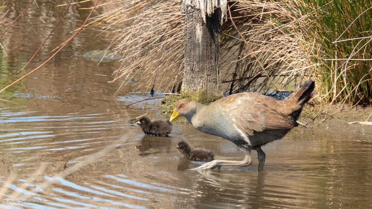 Tasmanian Nativehen - ML646971327