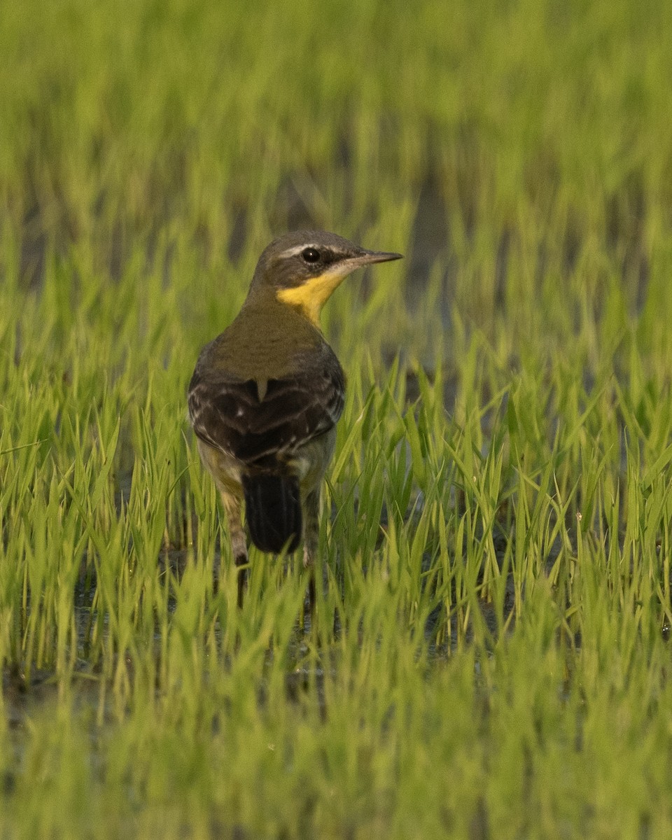 Bergeronnette de Béringie - ML646971328