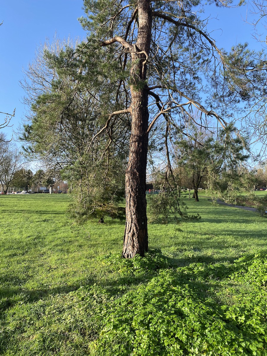 Tourterelle turque - ML646971330