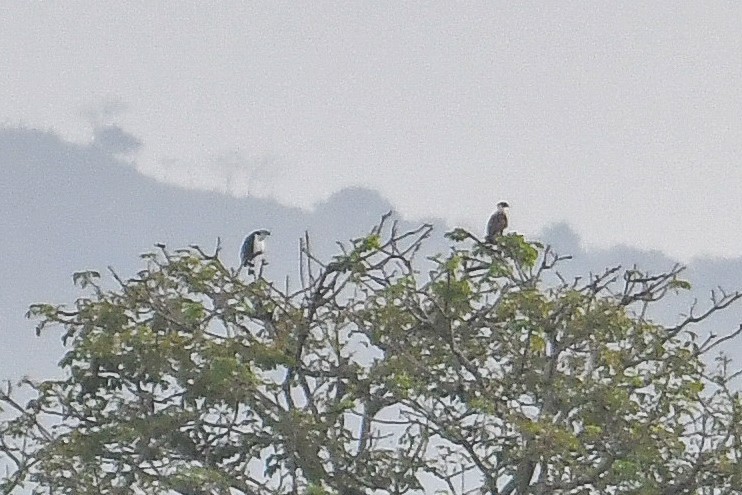 Кайеннский коршун - ML646971331