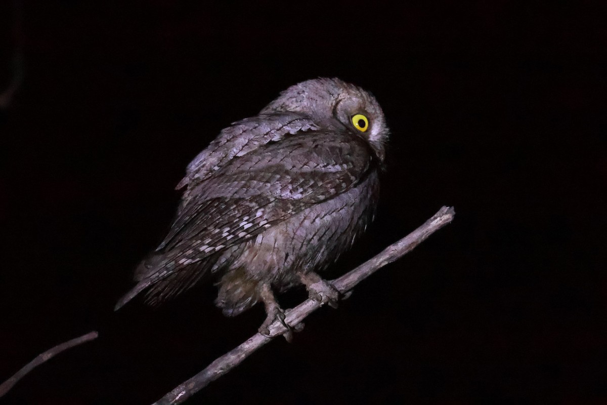 Petit-duc d'Orient - ML646971332