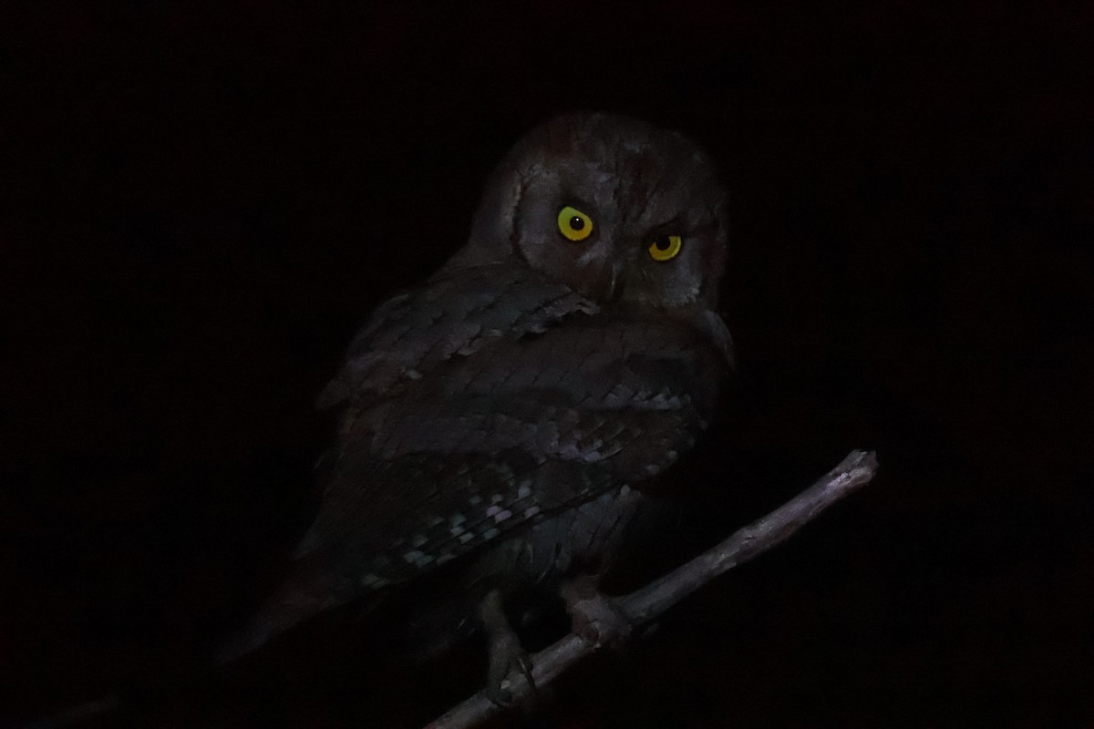 Petit-duc d'Orient - ML646971333