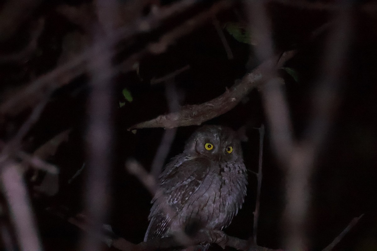 Petit-duc d'Orient - ML646971334