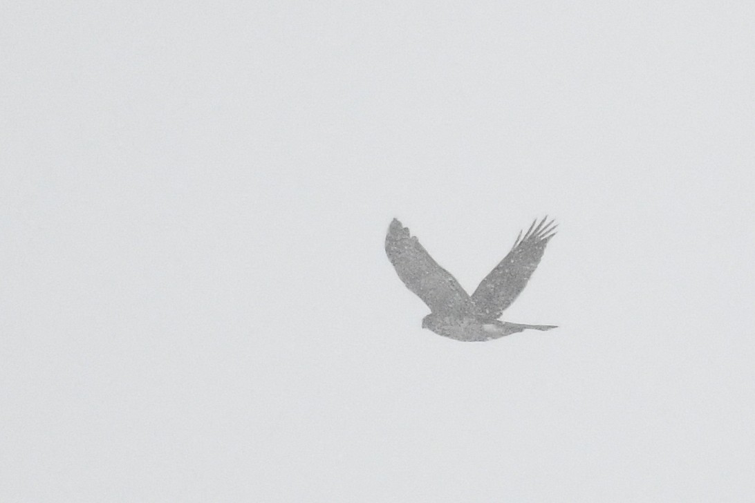 クーパーハイタカ - ML646971335