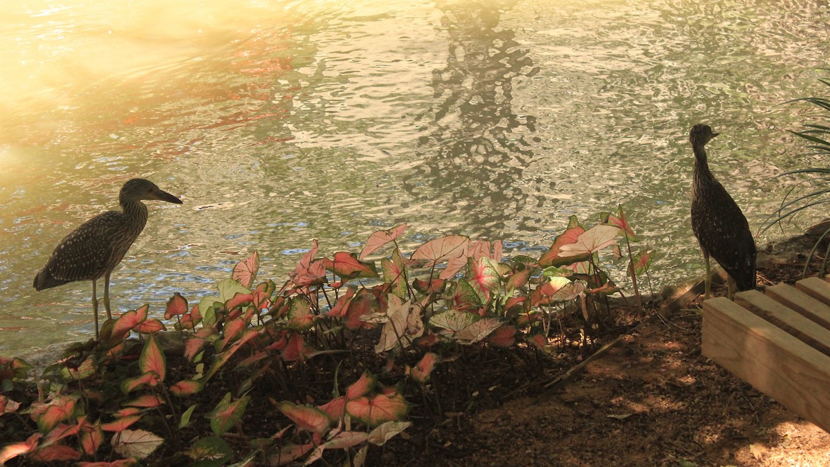 Yellow-crowned Night Heron - ML646971340