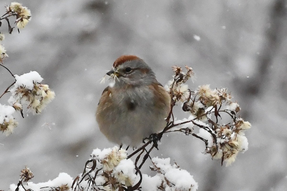 ムナフヒメドリ - ML646971341