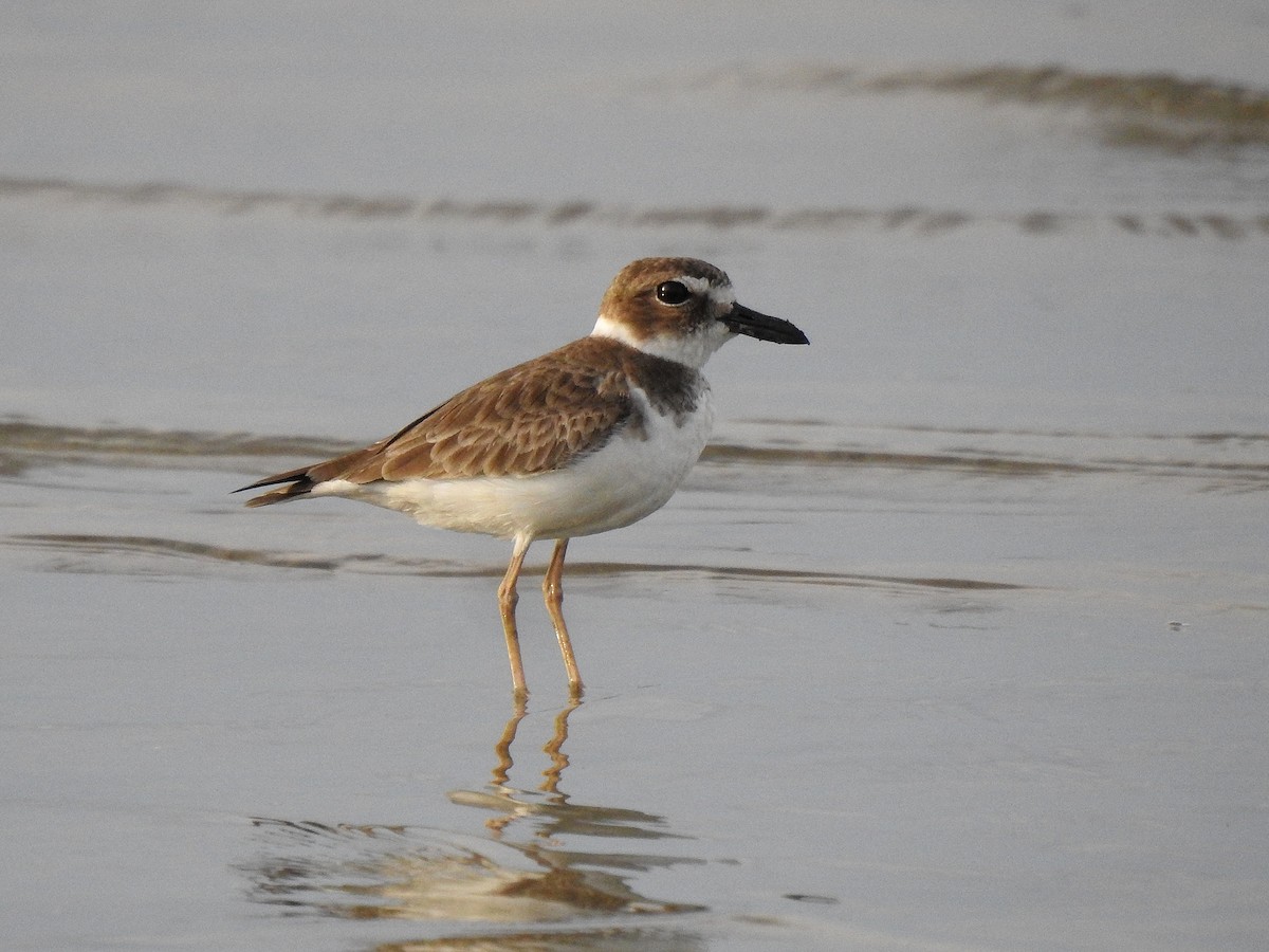 Wilson txirritxoa - ML646971343