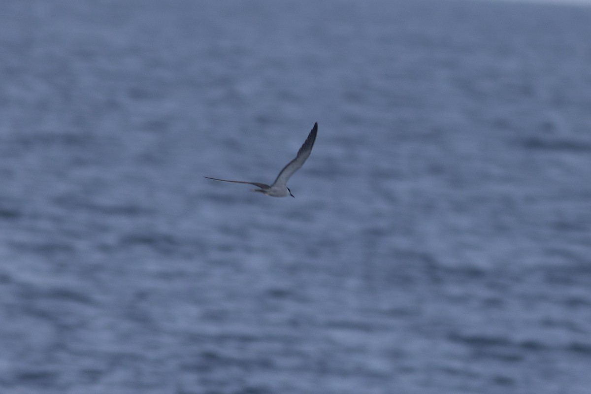 Bridled Tern - ML646971344