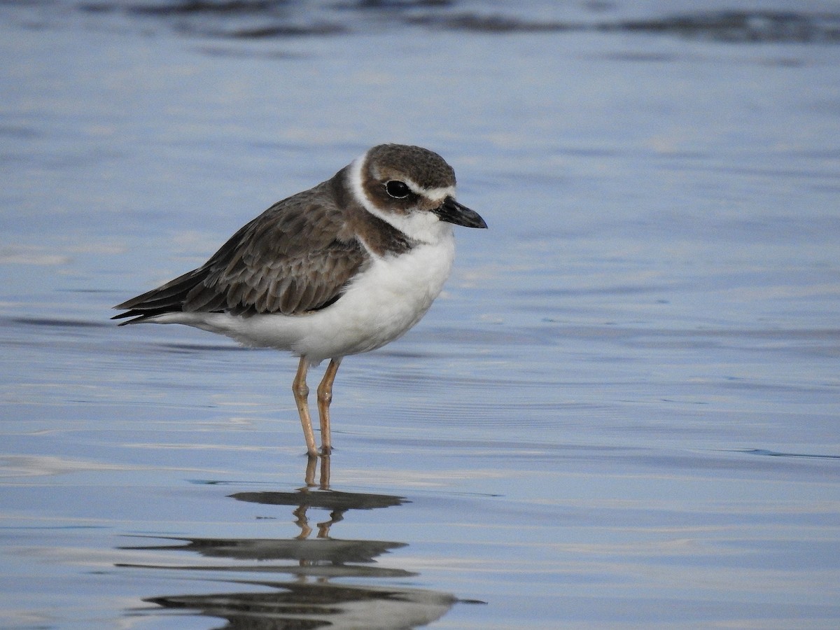 Wilson txirritxoa - ML646971346