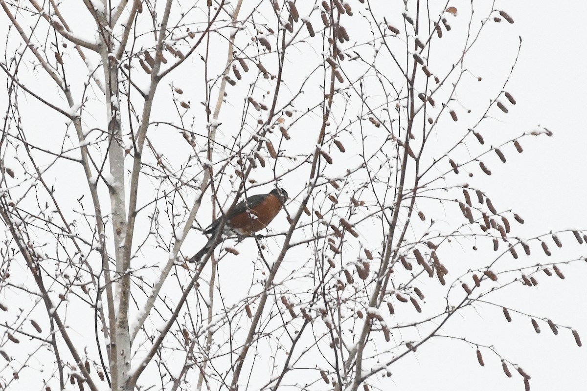 コマツグミ - ML646971349