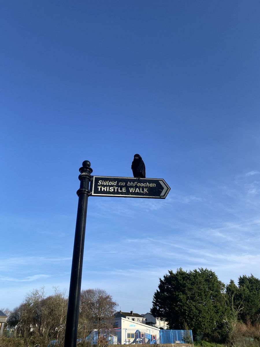 Ekin Kargası - ML646971356