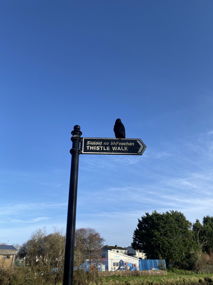 Ekin Kargası - ML646971357