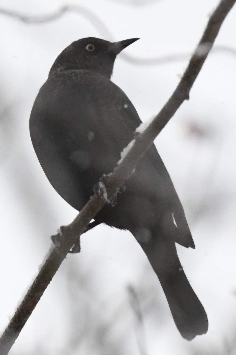 クロムクドリモドキ - ML646971365