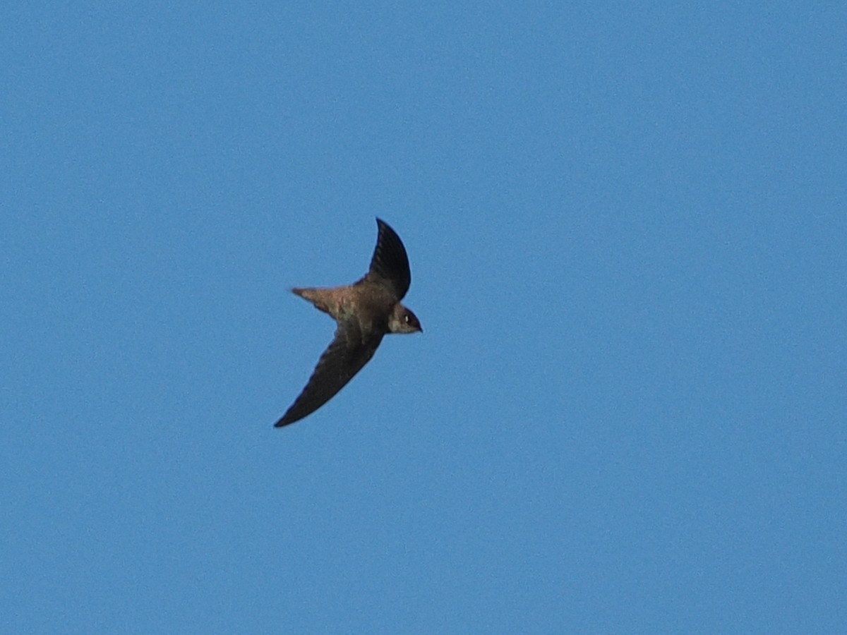 Vaux's Swift - ML646971367