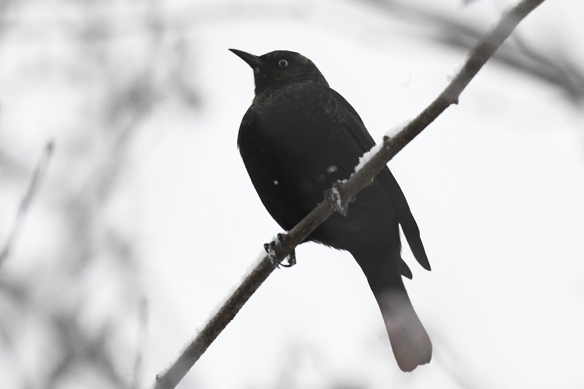 クロムクドリモドキ - ML646971372