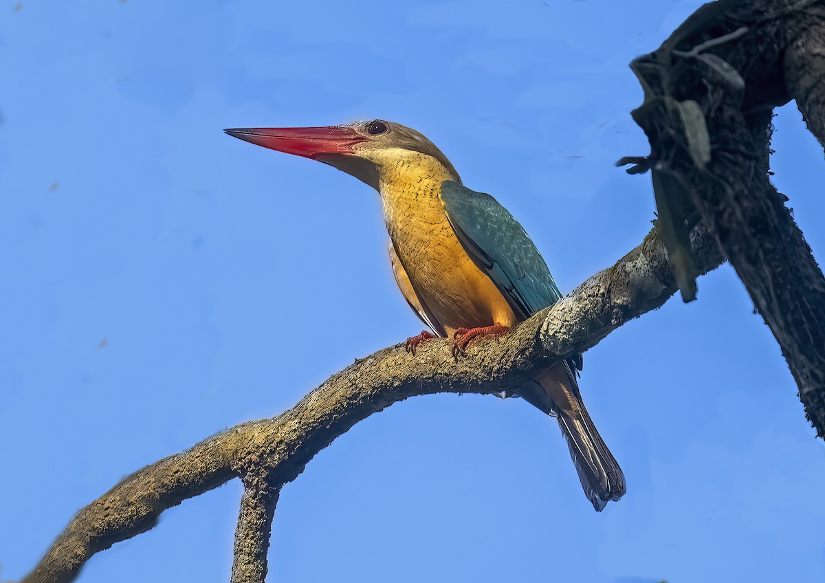 Stork-billed Kingfisher - ML646971374