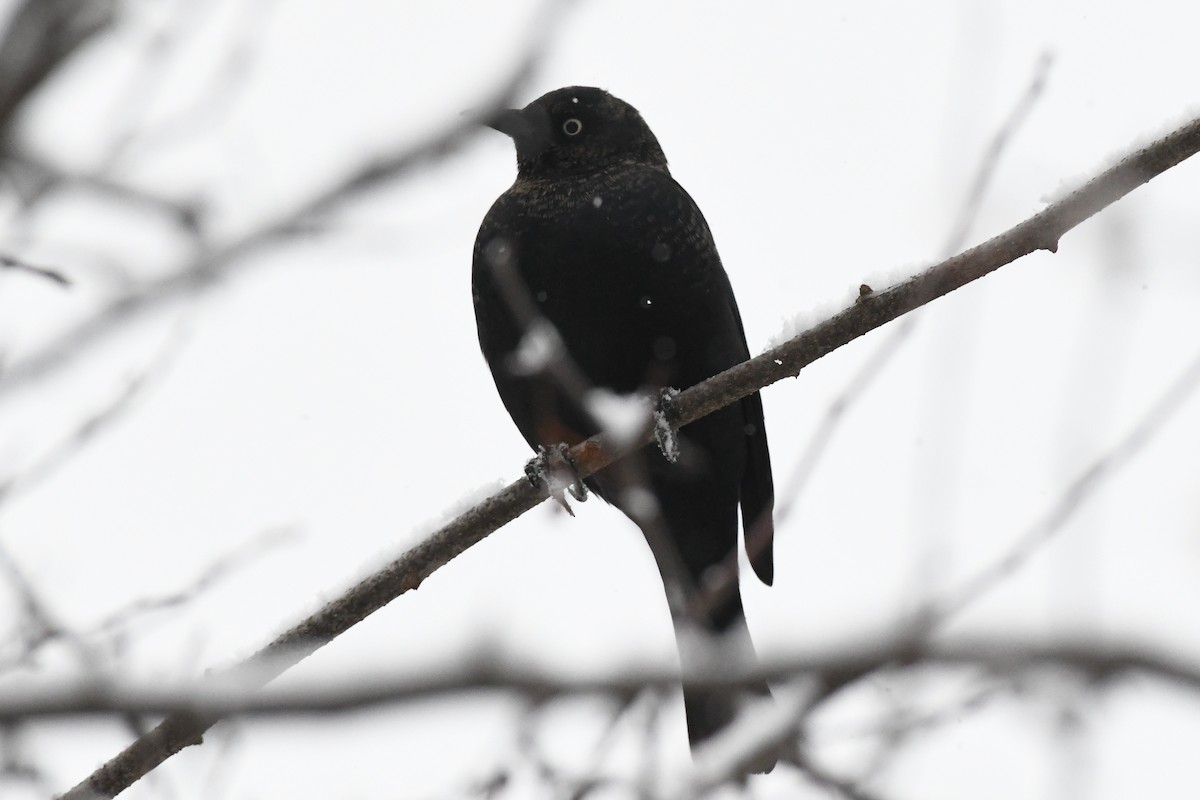 クロムクドリモドキ - ML646971376