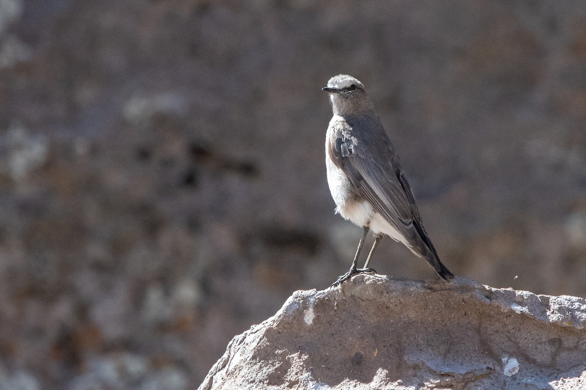 White-fronted Ground-Tyrant - ML646971378