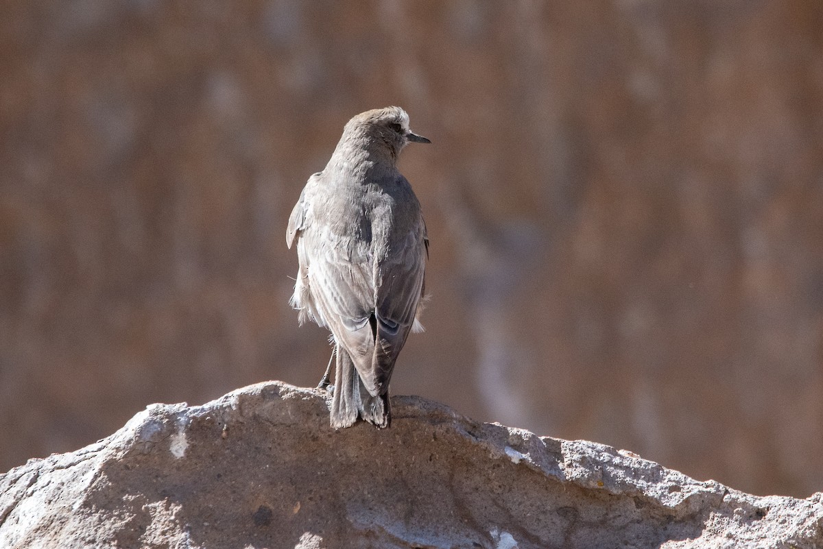 White-fronted Ground-Tyrant - ML646971379