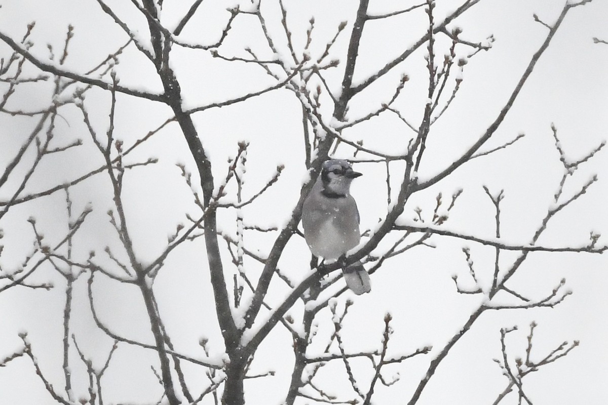 アオカケス - ML646971380