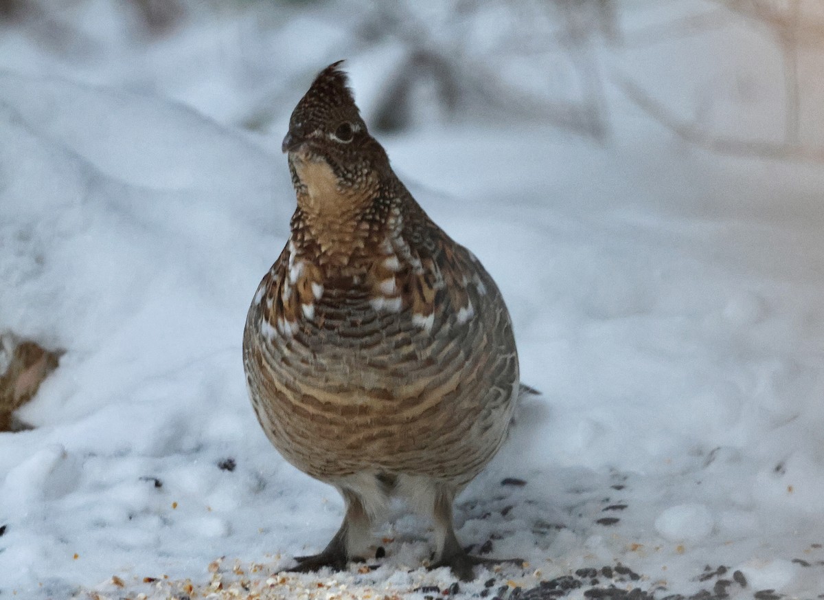 Ruffed Grouse - ML646971382