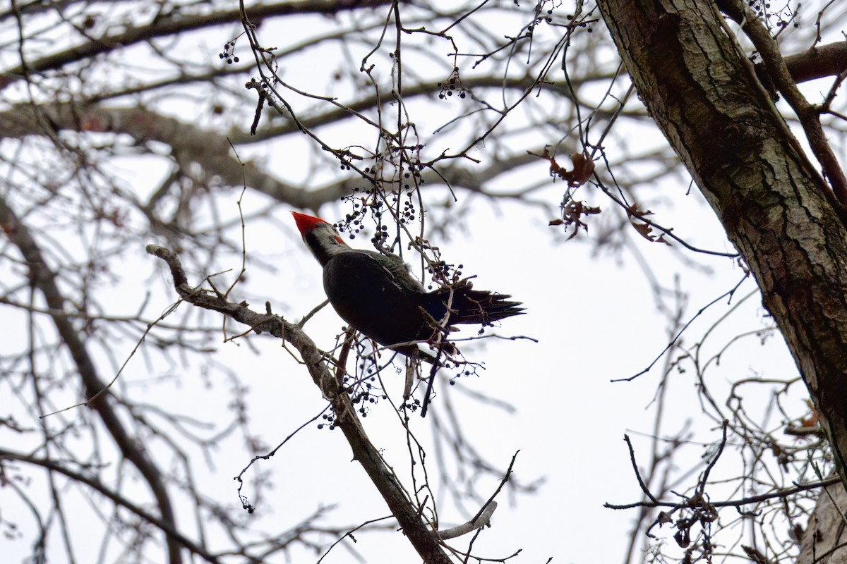 Pileated Woodpecker - ML646971383
