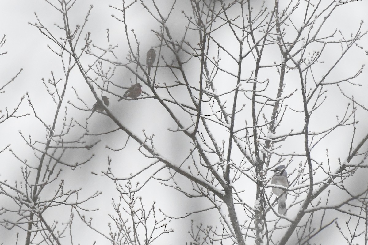 アオカケス - ML646971386