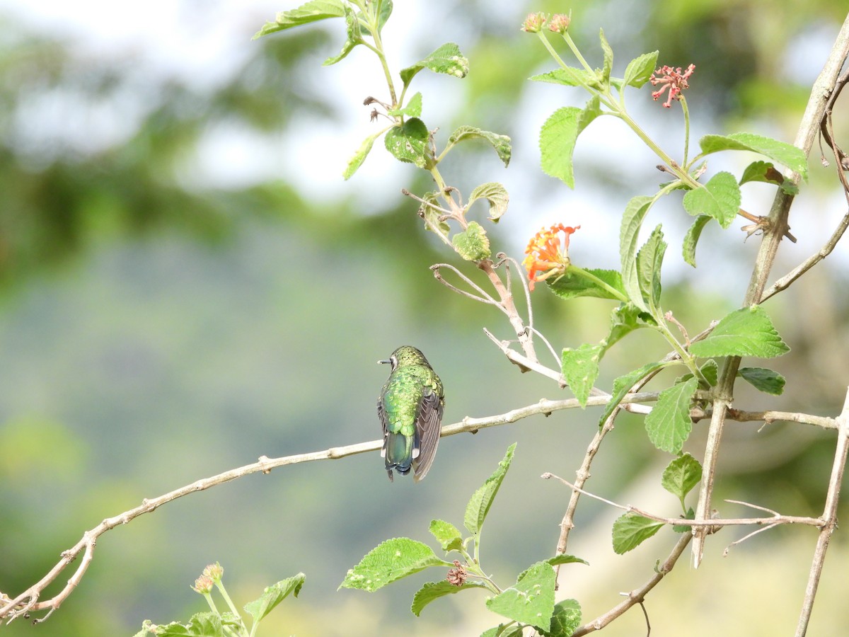 Red-billed Emerald - ML646971388