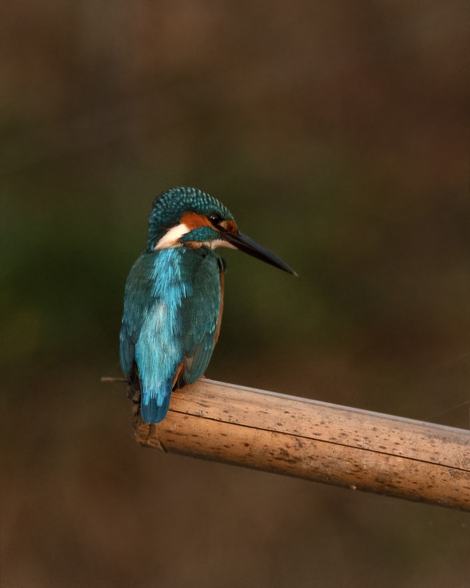 Martin-pêcheur d'Europe (groupe atthis) - ML646971394