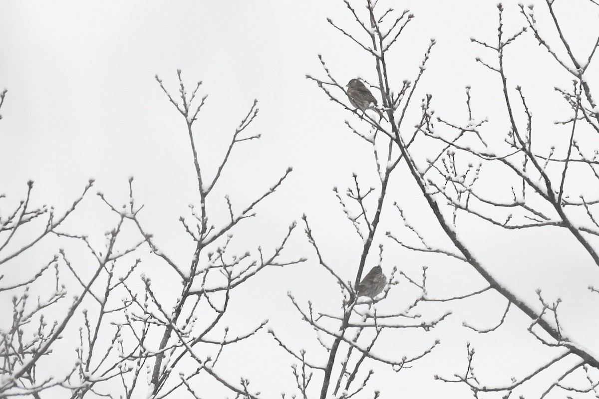 メキシコマシコ - ML646971395