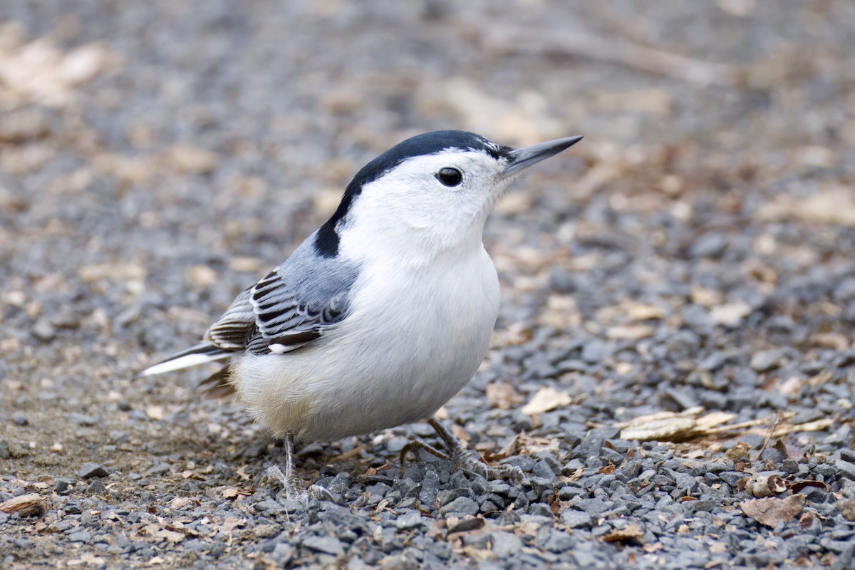 White-breasted Nuthatch - ML646971398